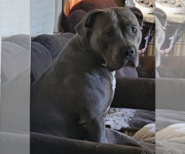 Medium Photo #1 American Pit Bull Terrier Puppy For Sale in Woodland, CA, USA