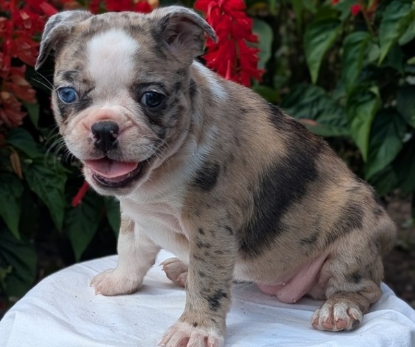 Medium Photo #8 Faux Frenchbo Bulldog Puppy For Sale in GOSHEN, IN, USA