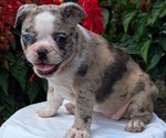 Small #7 Faux Frenchbo Bulldog