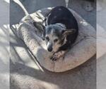 Small Chihuahua Mix