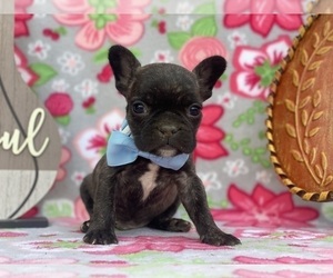 French Bulldog Puppy for sale in LANCASTER, PA, USA