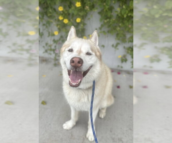 Medium Photo #2 Siberian Husky Puppy For Sale in Newport Beach, CA, USA