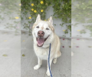 Jet - Male Siberian Husky Dog for Adoption - Photo #2
