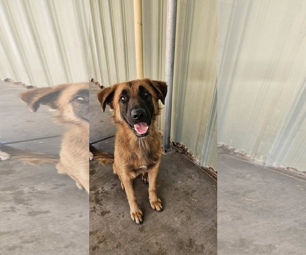 Medium Photo #1 Mutt Puppy For Sale in El Centro, CA, USA