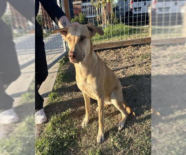 Medium Photo #1 Labrador Retriever-Unknown Mix Puppy For Sale in San Antonio, TX, USA