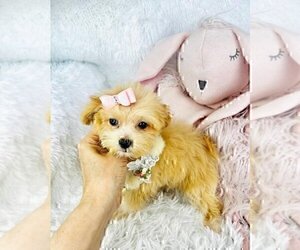 Maltipoo (Miniature) Puppy for sale in MIAMI BEACH, FL, USA
