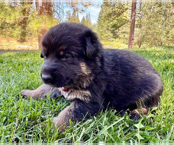 Medium Photo #40 German Shepherd Dog Puppy For Sale in MARIPOSA, CA, USA