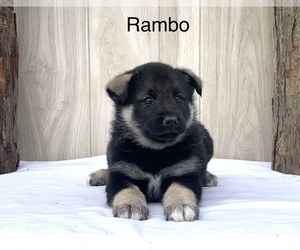 Norwegian Elkhound-Siberian Husky Mix Puppy for sale in FREDERICKSBG, OH, USA