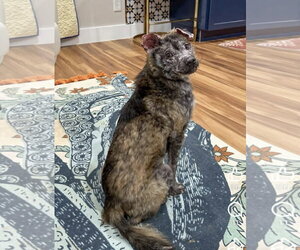 Mutt Dogs for adoption in Holly Springs, NC, USA