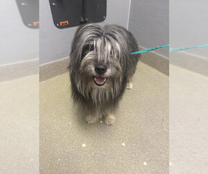 Shih Tzu-Unknown Mix Dogs for adoption in Las Vegas, NV, USA