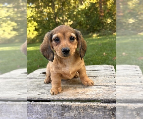 Medium Photo #1 Dachshund Puppy For Sale in MIDDLEBURY, IN, USA