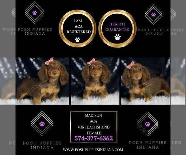 Medium Photo #2 Dachshund Puppy For Sale in WARSAW, IN, USA