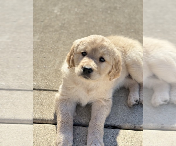 Medium Photo #1 Golden Retriever Puppy For Sale in ADDISON, IL, USA