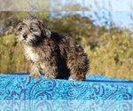 Small #43 ShihPoo