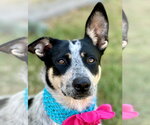 Small Photo #3 Mutt Puppy For Sale in McKinney, TX, USA