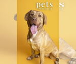 Small #9 Labrador Retriever Mix