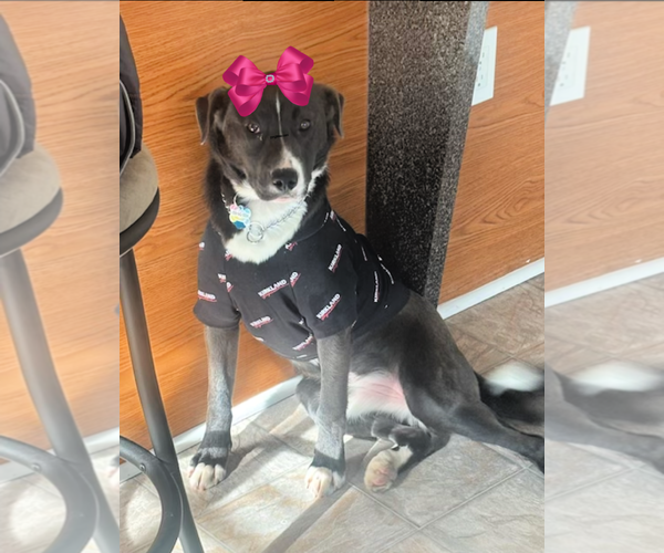 Medium Photo #4 Border Collie-Chocolate Labrador retriever Mix Puppy For Sale in Mt. Laurel, NJ, USA