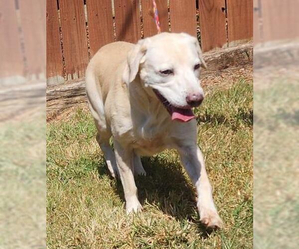 Medium Photo #4 Mutt Puppy For Sale in Wetumpka, AL, USA