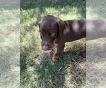 Small Photo #2 Doberman Pinscher Puppy For Sale in PHOENIX, AZ, USA