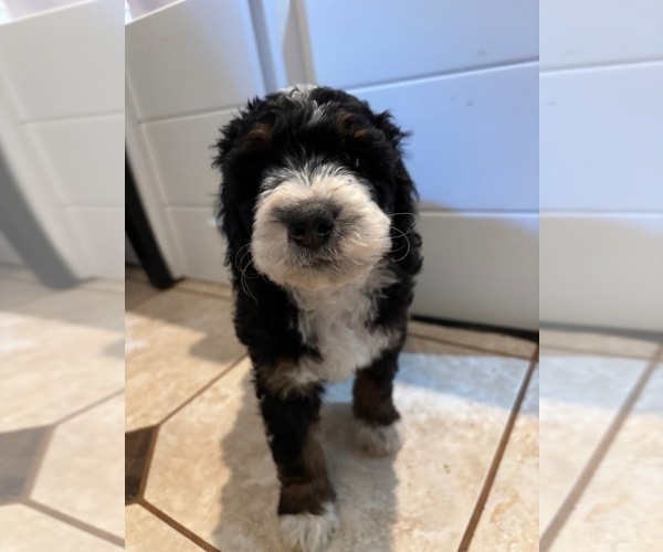 Medium Photo #5 Bernedoodle (Miniature) (+ Poodle Miniature) Puppy For Sale in TRAVELERS REST, SC, USA