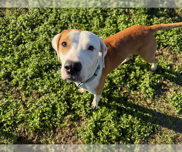 Medium Photo #4 American Pit Bull Terrier Puppy For Sale in Ocala, FL, USA