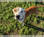 Small #3 American Pit Bull Terrier