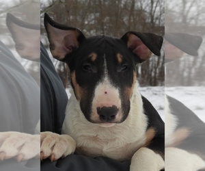 Bull Terrier Puppy for sale in BROOKLYN, NY, USA