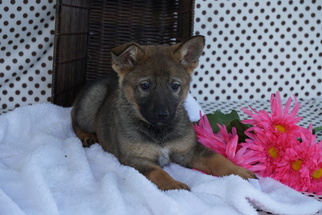 German Shepherd Dog Puppy for sale in FREDERICKSBURG, OH, USA