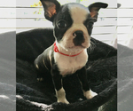 Small Photo #3 Boston Terrier Puppy For Sale in INTERCESSION CITY, FL, USA