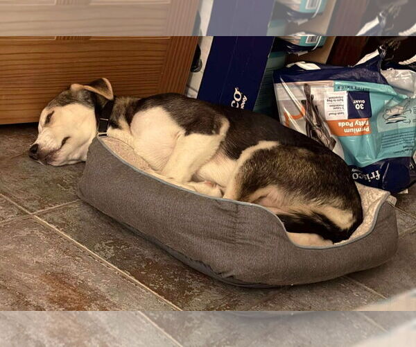 Medium Photo #22 Huskies -Unknown Mix Puppy For Sale in Boonton, NJ, USA