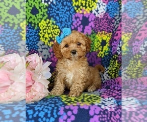 Cavachon-Poodle (Miniature) Mix Puppy for sale in AIRVILLE, PA, USA