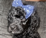 Small Photo #16 Goldendoodle Puppy For Sale in GIBSONTON, FL, USA