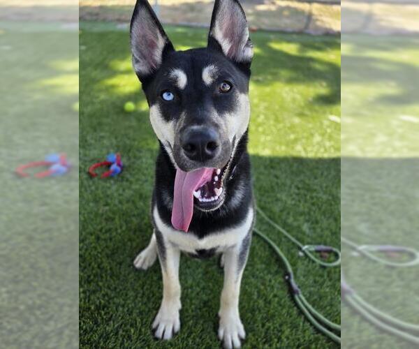 Medium Photo #2 Siberian Husky Puppy For Sale in Downey, CA, USA