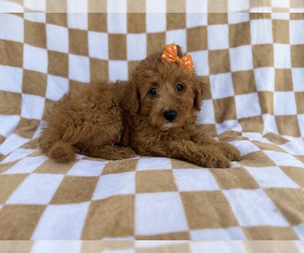 Medium Photo #4 Aussiedoodle Miniature  Puppy For Sale in LAKELAND, FL, USA