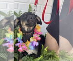 Small #11 Rat Terrier Mix