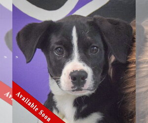 Border Collie-Unknown Mix Dogs for adoption in Huntley, IL, USA