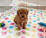 Small #11 Cavapoo mix (+ Poodle Miniature)