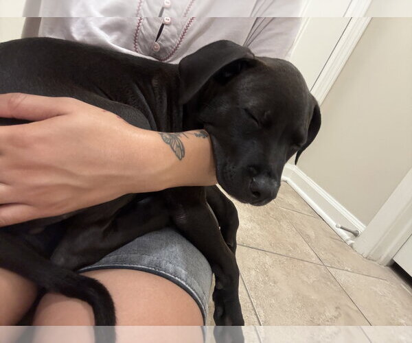 Medium Photo #3 American Staffordshire Terrier-Unknown Mix Puppy For Sale in Holly Springs, NC, USA