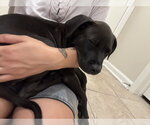 Small #2 American Staffordshire Terrier Mix