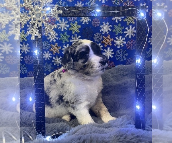 Medium Photo #12 Bernedoodle Puppy For Sale in CLEVELAND, TN, USA