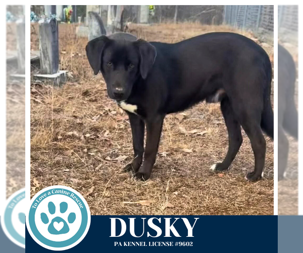 Medium Photo #1 Labrador Retriever-Unknown Mix Puppy For Sale in Kimberton, PA, USA