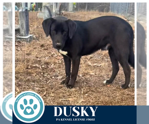 Labrador Retriever-Unknown Mix Dogs for adoption in Kimberton, PA, USA