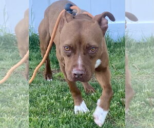 Mutt Dogs for adoption in Rockaway, NJ, USA
