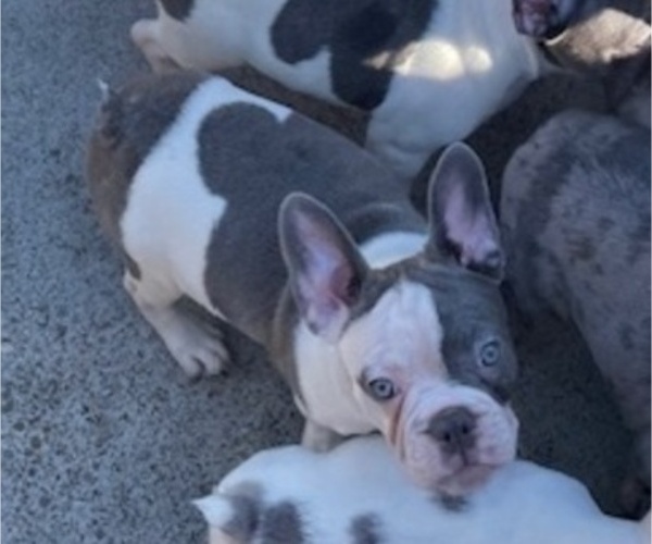 Medium Photo #12 French Bulldog Puppy For Sale in ANTIOCH, CA, USA