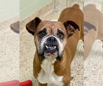 Small #1 Boxer