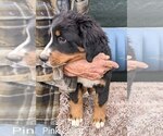 Puppy Puppy 6 Bernese Mountain Dog