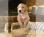 Small Photo #1 Goldendoodle Puppy For Sale in GILBERT, AZ, USA