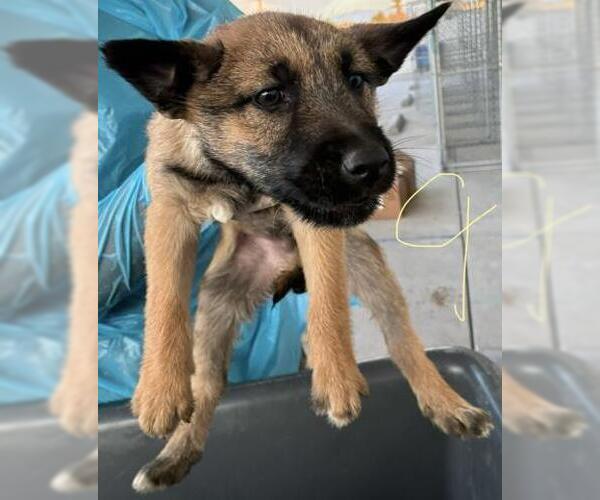 Medium Photo #1 German Shepherd Dog Puppy For Sale in Bakersfield, CA, USA