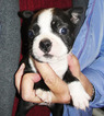 Small Photo #2 Boston Terrier Puppy For Sale in MULINO, OR, USA