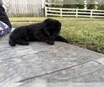 Small #7 German Shepherd Dog